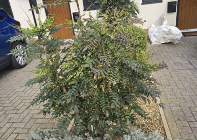 sams garden services facebook gallery 10