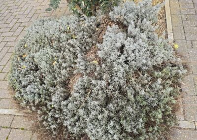 sams garden services facebook gallery 11