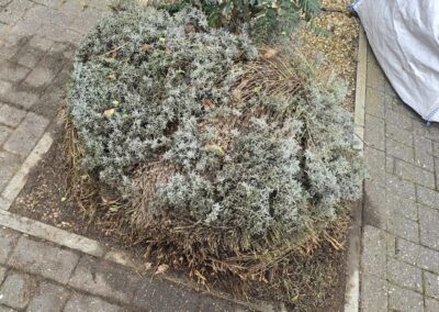 sams garden services facebook gallery 6