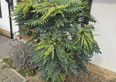 sams garden services facebook gallery 9